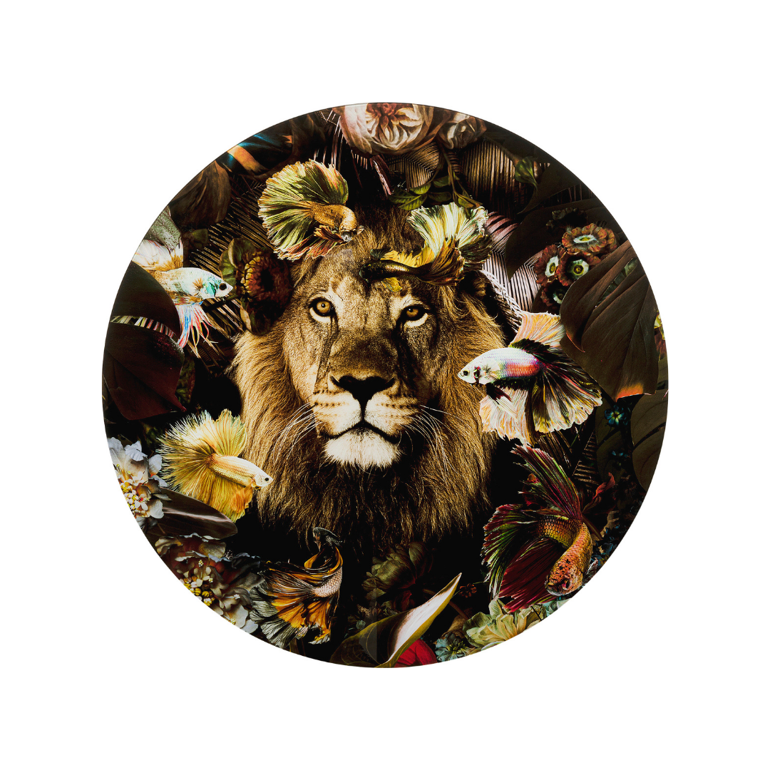 Glasbild Curious Lion Ø100cm-KARE